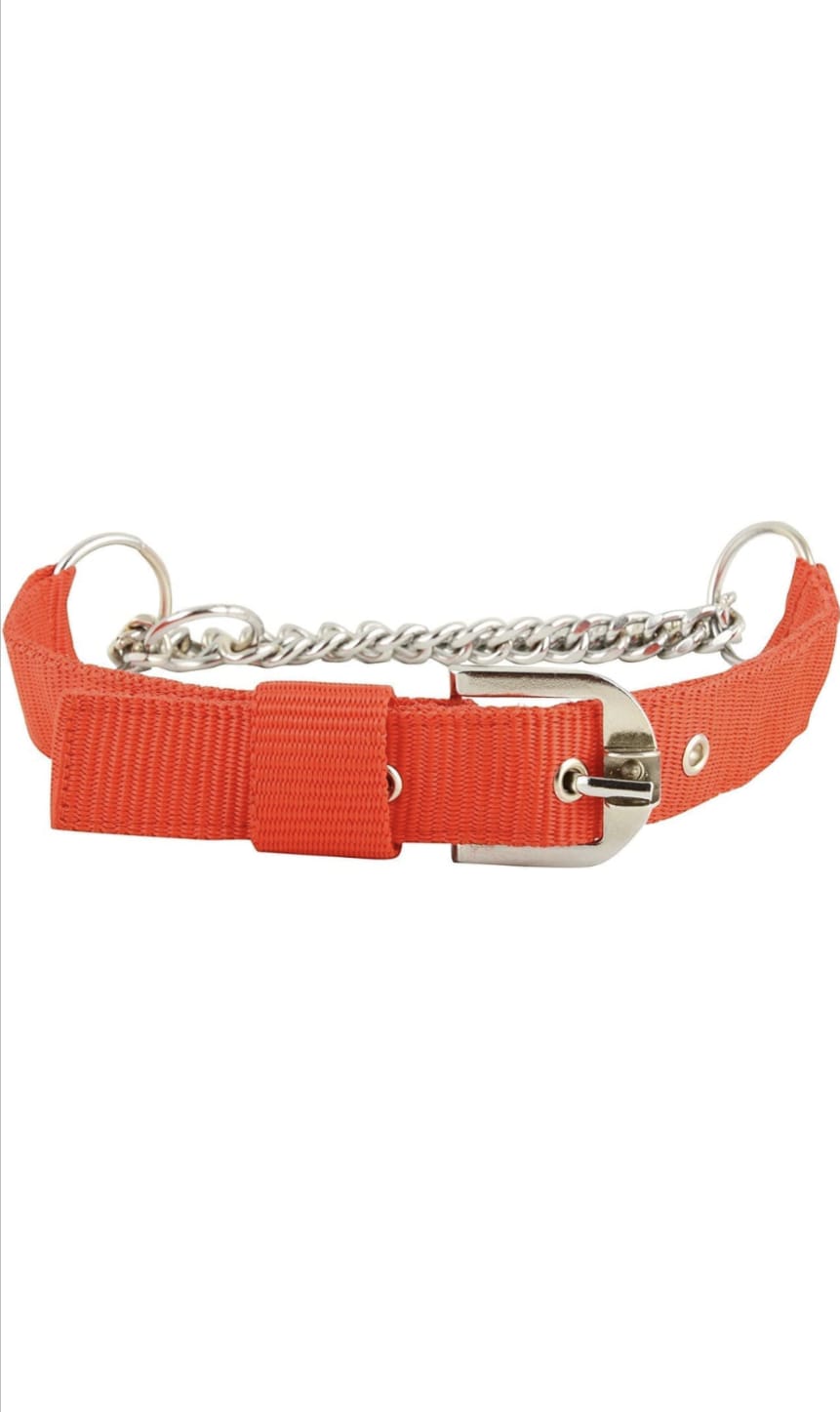 Wholesale PP & Chain Dog Choke Collar — view 2